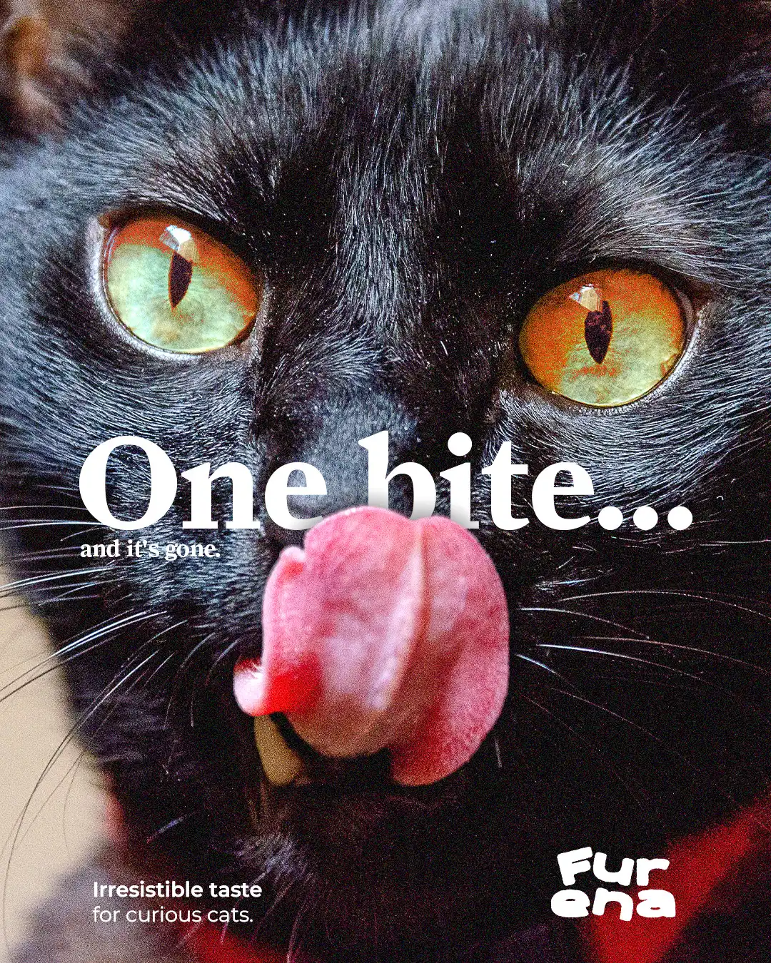 premium cat food brand